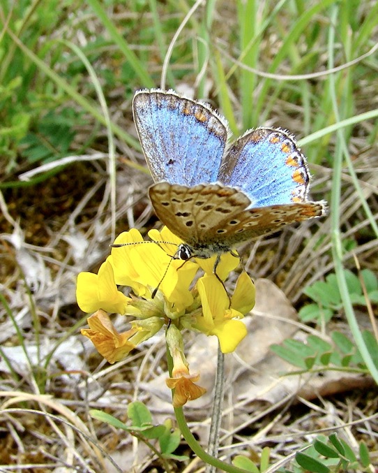 adonis blue ceronus